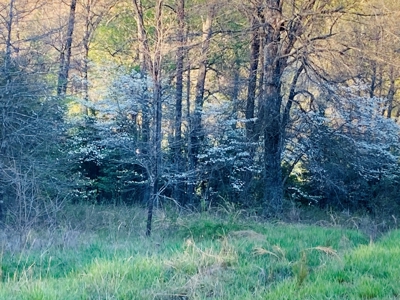 Creek Property For Sale In Calico Rock, Arkansas - image 41
