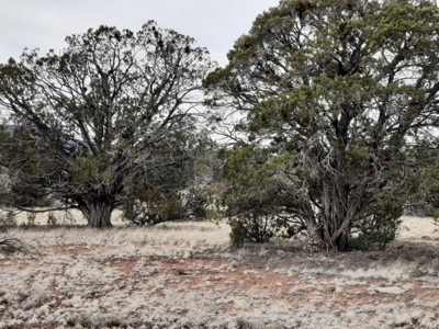 Beautifully treed rural off grid 2 acre parcel - image 5