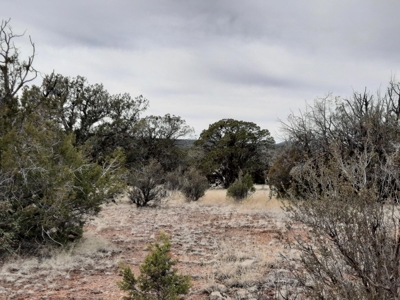 Beautifully treed rural off grid 2 acre parcel - image 1