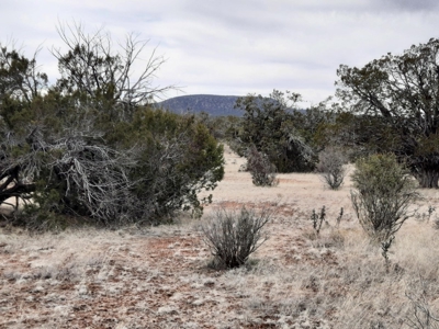 Beautifully treed rural off grid 2 acre parcel - image 3