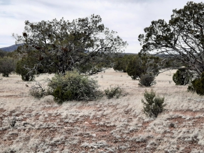 Beautifully treed rural off grid 2 acre parcel - image 11