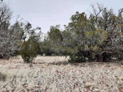 Beautifully treed rural off grid 2 acre parcel - image 6