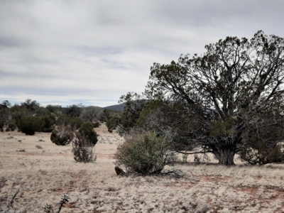 Beautifully treed rural off grid 2 acre parcel - image 4