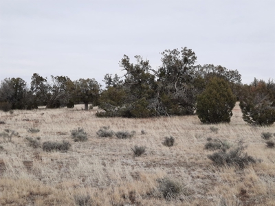 Beautifully treed rural off grid 2 acre parcel - image 13