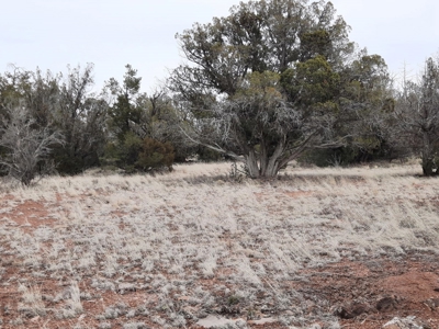 Beautifully treed rural off grid 2 acre parcel - image 12