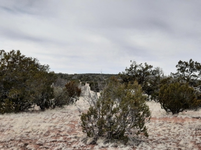 Beautifully treed rural off grid 2 acre parcel - image 8