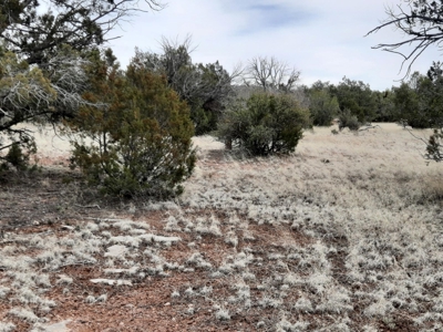 Beautifully treed rural off grid 2 acre parcel - image 9