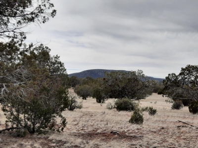 Beautifully treed rural off grid 2 acre parcel - image 7