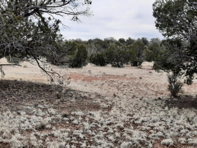 Beautifully treed rural off grid 2 acre parcel - image 10