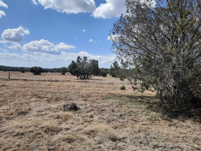 Rural off grid parcel tucked up against state land - image 4
