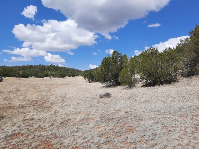 Rural off grid parcel tucked up against state land - image 3