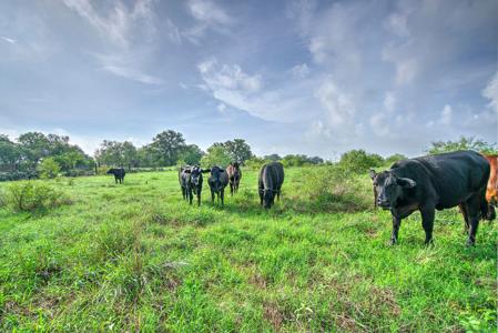 Irrigated Farm!  220+/- Acres in Atascosa/Wilson Co - image 17