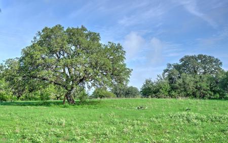 Irrigated Farm!  220+/- Acres in Atascosa/Wilson Co - image 13