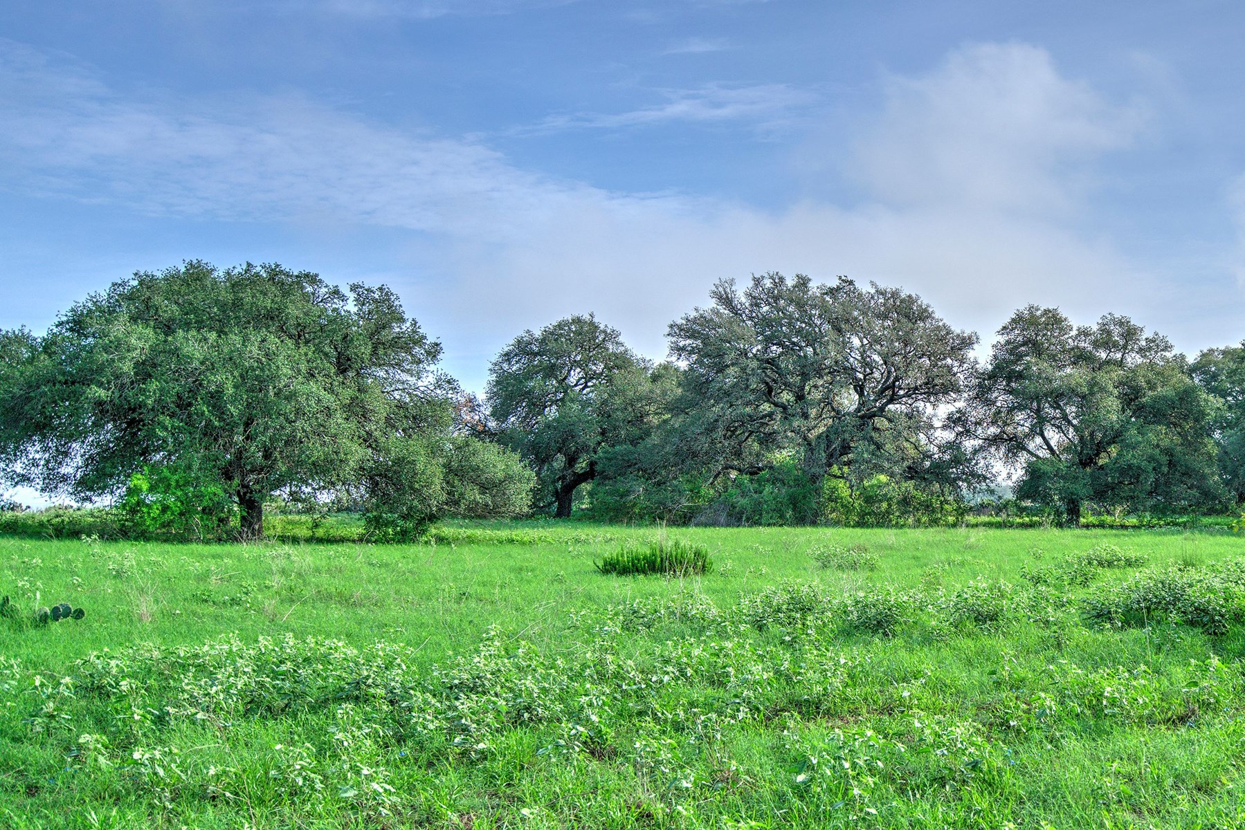 Irrigated Farm!  220+/- Acres in Atascosa/Wilson Co - image 14