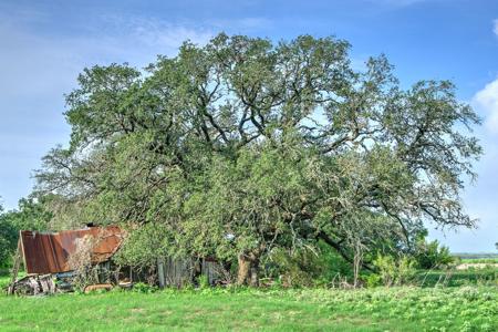 Irrigated Farm!  220+/- Acres in Atascosa/Wilson Co - image 12