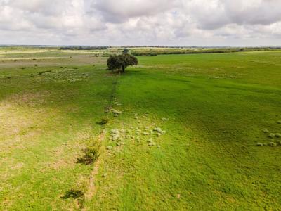 Irrigated Farm!  220+/- Acres in Atascosa/Wilson Co - image 20