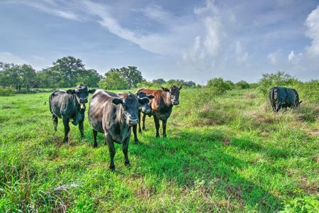 Irrigated Farm!  220+/- Acres in Atascosa/Wilson Co - image 1