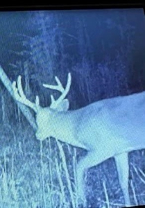155 acres for Sale Hunting Land in Jefferson County MS - image 26