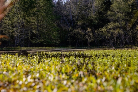 155 acres for Sale Hunting Land in Jefferson County MS - image 13