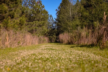 155 acres for Sale Hunting Land in Jefferson County MS - image 4