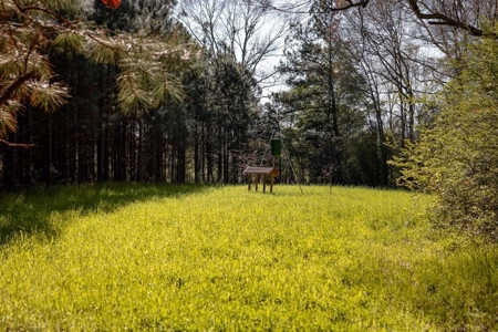 155 acres for Sale Hunting Land in Jefferson County MS - image 10