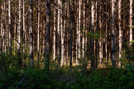 155 acres for Sale Hunting Land in Jefferson County MS - image 7