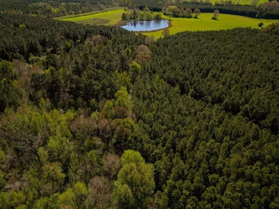 155 acres for Sale Hunting Land in Jefferson County MS - image 21