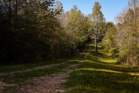 155 acres for Sale Hunting Land in Jefferson County MS - image 15