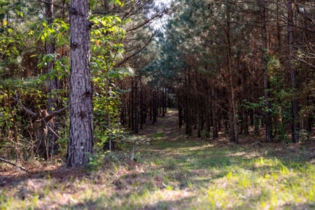 155 acres for Sale Hunting Land in Jefferson County MS - image 11