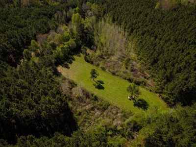 155 acres for Sale Hunting Land in Jefferson County MS - image 2