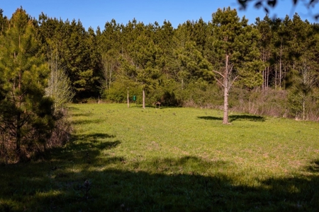 155 acres for Sale Hunting Land in Jefferson County MS - image 14