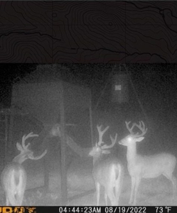 155 acres for Sale Hunting Land in Jefferson County MS - image 24