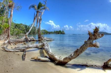 Titled Beachfront Lot on Isla Carenero, Bocas del Toro - image 4