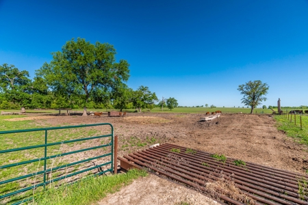 Cattle Ranch & Recreational Land For Sale Paris TX Lamar Co - image 35