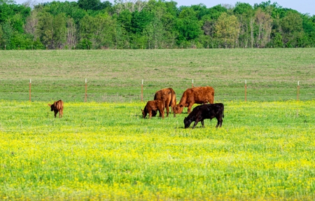 Cattle Ranch & Recreational Land For Sale Paris TX Lamar Co - image 18