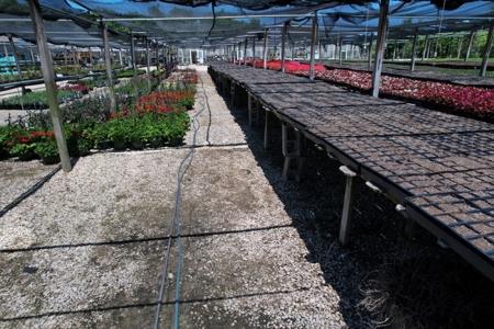 Plant Nursery For Sale in Waco TX - 11 Acre Garden Center - image 16