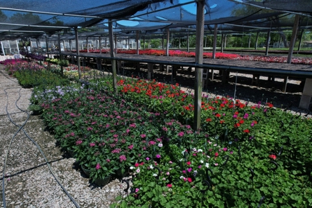 Plant Nursery For Sale in Waco TX - 11 Acre Garden Center - image 18