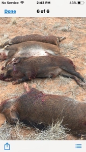 West Central Texas Hunting Ranch with Home near San Angelo - image 36