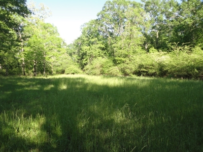 Land For Sale Hunting Land Amite County Magnolia Mississippi - image 8