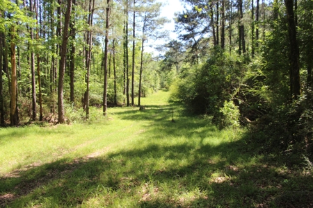 Land For Sale Hunting Land Amite County Magnolia Mississippi - image 4