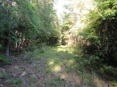 Land For Sale Hunting Land Amite County Magnolia Mississippi - image 26
