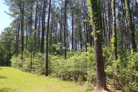Land For Sale Hunting Land Amite County Magnolia Mississippi - image 6