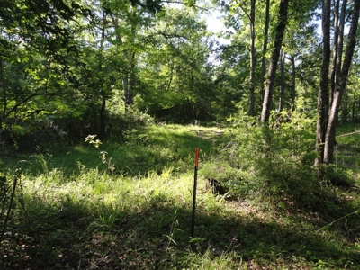 Land For Sale Hunting Land Amite County Magnolia Mississippi - image 14