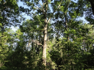 Land For Sale Hunting Land Amite County Magnolia Mississippi - image 15