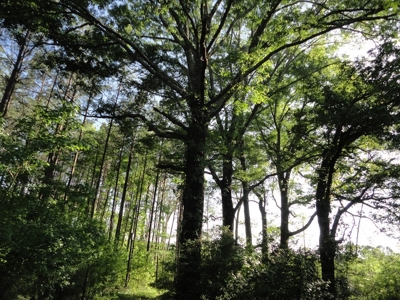 Land For Sale Hunting Land Amite County Magnolia Mississippi - image 12