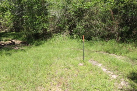 Land For Sale Hunting Land Amite County Magnolia Mississippi - image 5