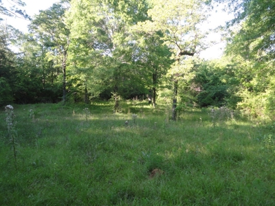 Land For Sale Hunting Land Amite County Magnolia Mississippi - image 29