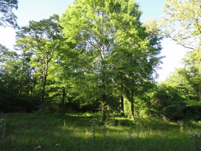 Land For Sale Hunting Land Amite County Magnolia Mississippi - image 30