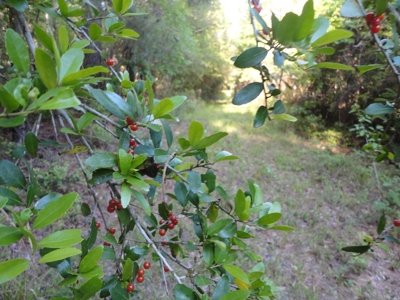 Land For Sale Hunting Land Amite County Magnolia Mississippi - image 27