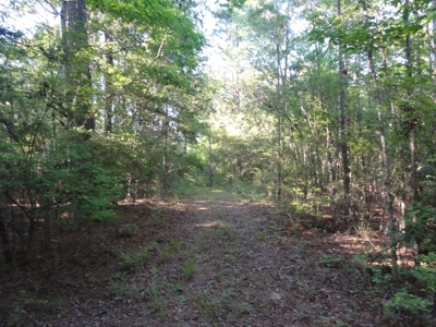 Land For Sale Hunting Land Amite County Magnolia Mississippi - image 25